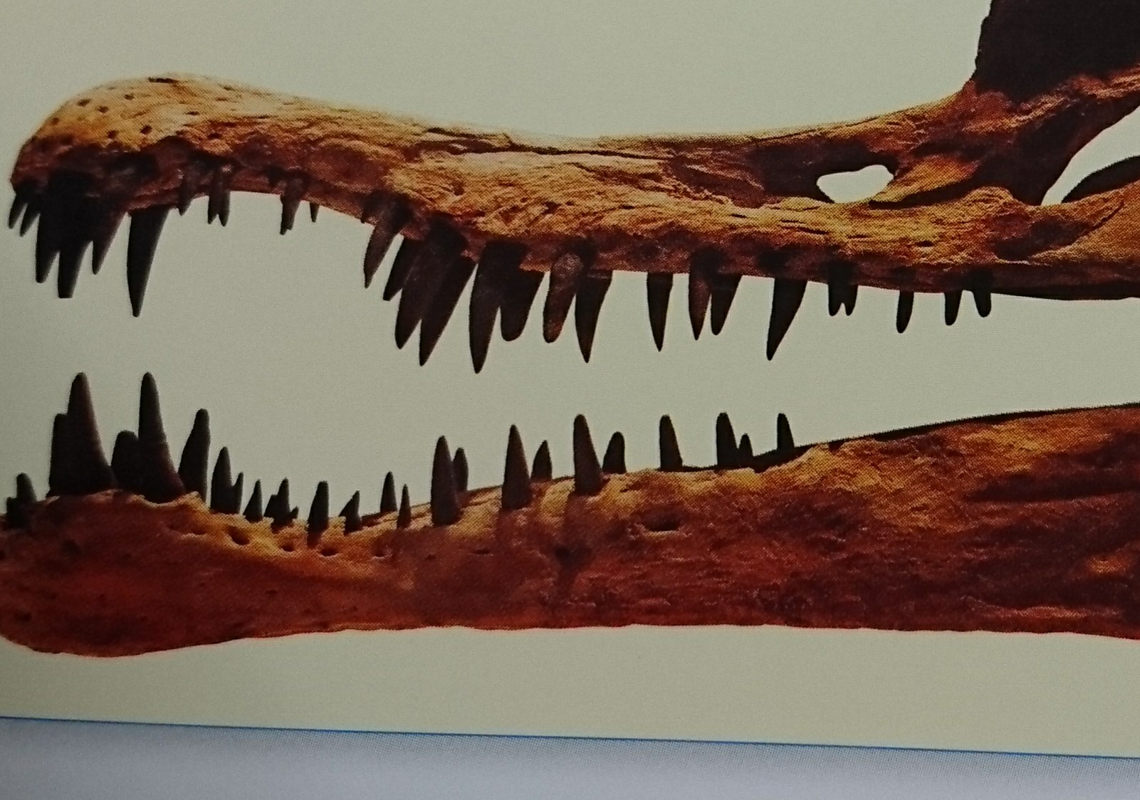 お得セット スピノサウルス 化石 歯